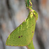 Splendid Ghost Moth (female)