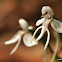 Habenaria procera orchid