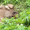 Groundhog, woodchuck