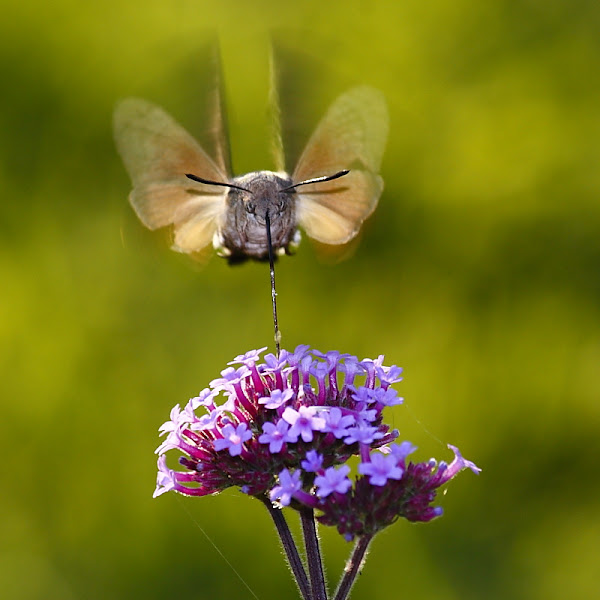 Arthropods Everywhere! North Texas | Project Noah