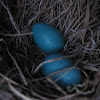 Robin Eggs and Nest