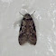 Oecophorid Moth