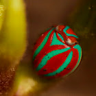 Domed Planthopper (Issid Planthopper)