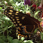 Palamedes Swallowtail