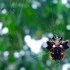 spider genus