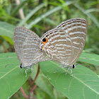 Common Ceruleans Mating