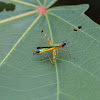 Monkey Grasshopper