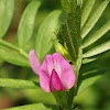 Narrow Leaf Vetch