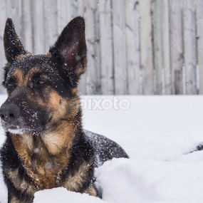 Deep Snow by Mikahla Dorey - Animals - Dogs Portraits