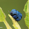 Chlamisus beetle
