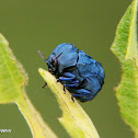 Chlamisus beetle