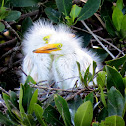Great Egret nestlings