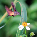 Macroglossum Insipida (長喙天蛾)