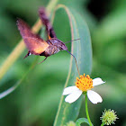 Macroglossum Insipida (長喙天蛾)