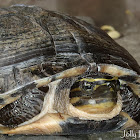 Malayan Box Turtle