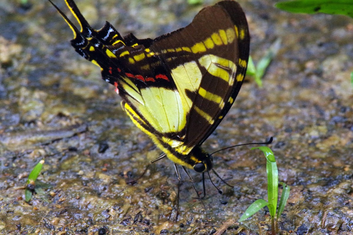 Orange Kite-Swallowtail