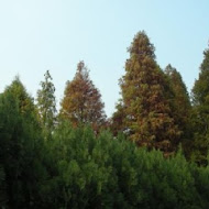 菁芳園 Tenway Garden／花園餐廳／落羽松