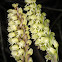 Dense-flowered Orchid
