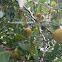 Wild persimmons