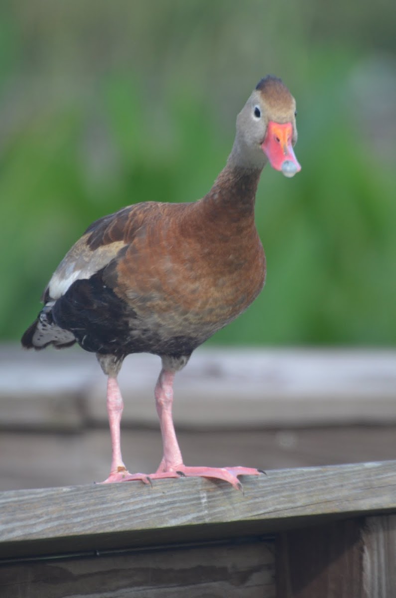 Black Bellied whistling Duck