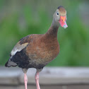 Black Bellied whistling Duck