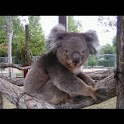 Koala Wallpapers , 壁紙 コアラ logo