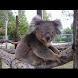 Koala Wallpapers , 壁紙 コアラ