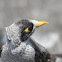 Noisy Miner