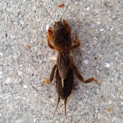 Mole cricket