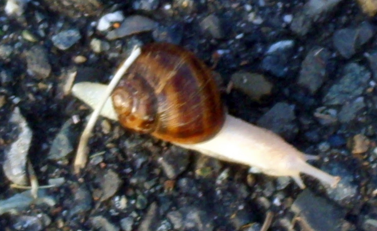 Albino Roman Snail