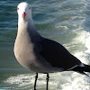 Heermann's Gull