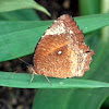 Common Palmfly,