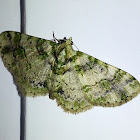 Geometrid Moth