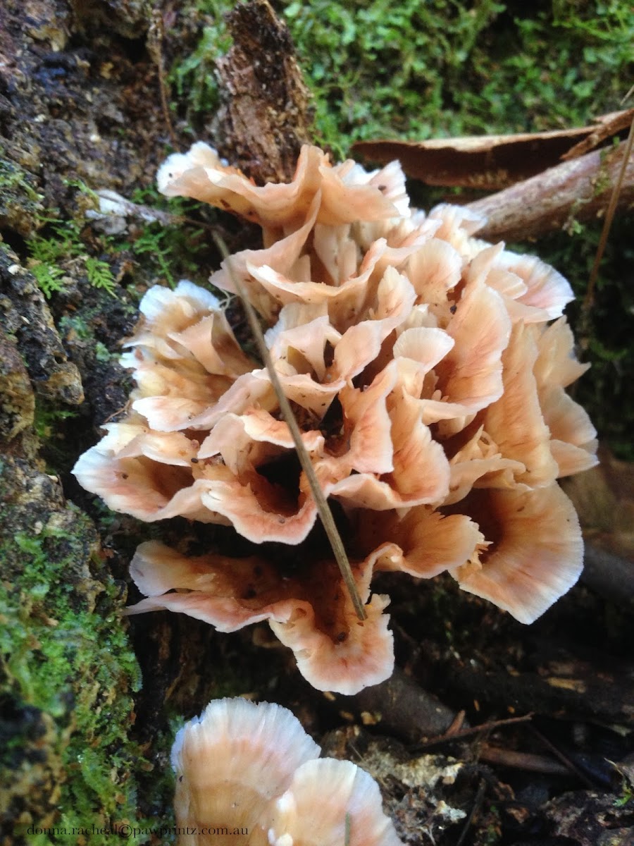 Rosette Fungus