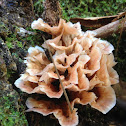 Rosette Fungus