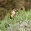 Rufous-Tailed Shrike (female)