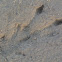 Alligator tracks