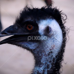 by Muhammed Owais Ashraf - Novices Only Wildlife