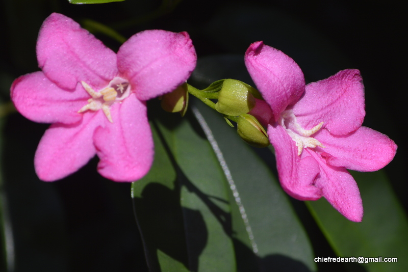 Lemonia, Limonia, Pink Ravenia Flower