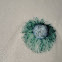Blue Button Jellyfish