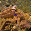 Occelated Blue-ringed Octopus/Mototi Octopus