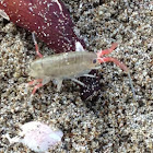 California Beach Hopper / Sand Flea