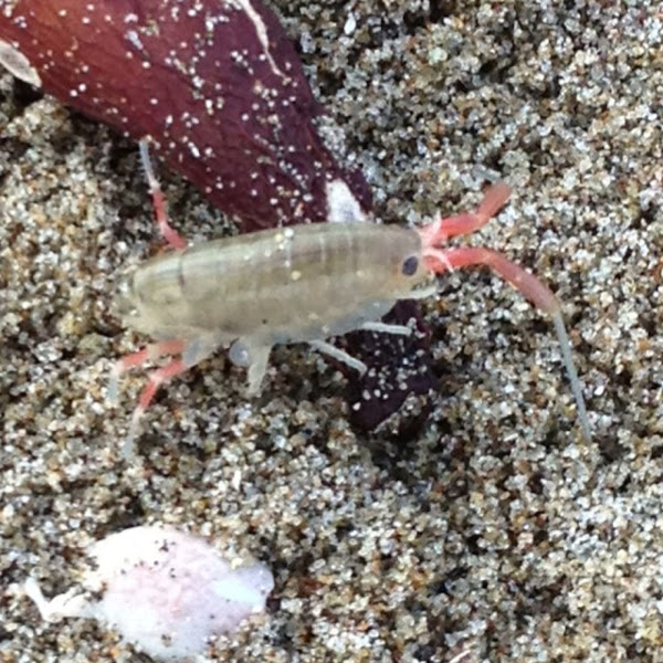 California Beach Hopper Sand Flea Project Noah