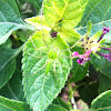 Green lynx spider