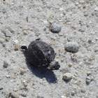 Striped Mud Turtle