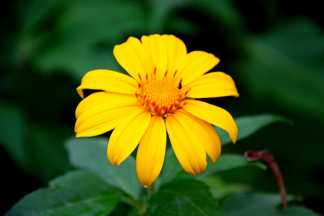 Common Yellow Daisy