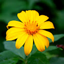 Common Yellow Daisy