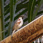 Indian house sparrow(Male)