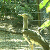 Kori bustard