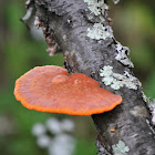 Red Bracket Fungus